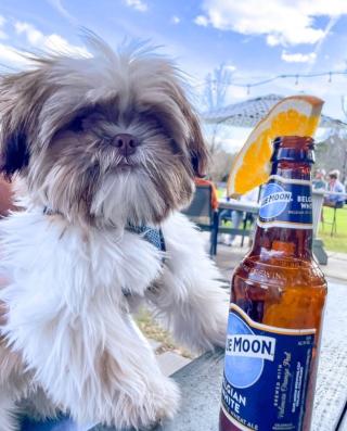 Bright days call for patios, pints, and adorable pups. 
 
📸: @barkswithbento