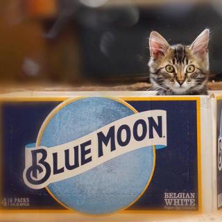Like this post if you wish a kitten was the prize in every box. 

📸: jin_e_bella