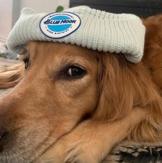 Sorry, the hat belongs to Pickles now

📸: @_picklesthegolden