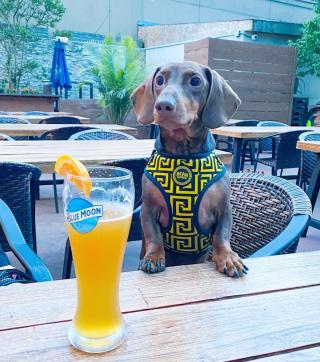 It’s always happy hour when dogs are around.

📸: @itsminimilo