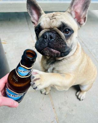 We kinda feel bad we can’t give him a sip.

📸: @moosemonsta_frenchie